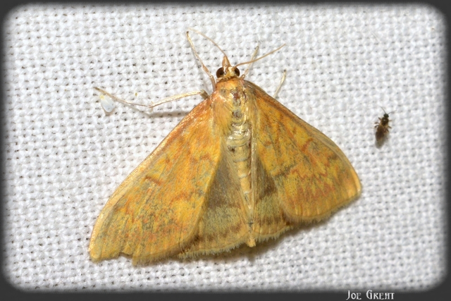 Ostrinia nubilalis - kukoricamoly