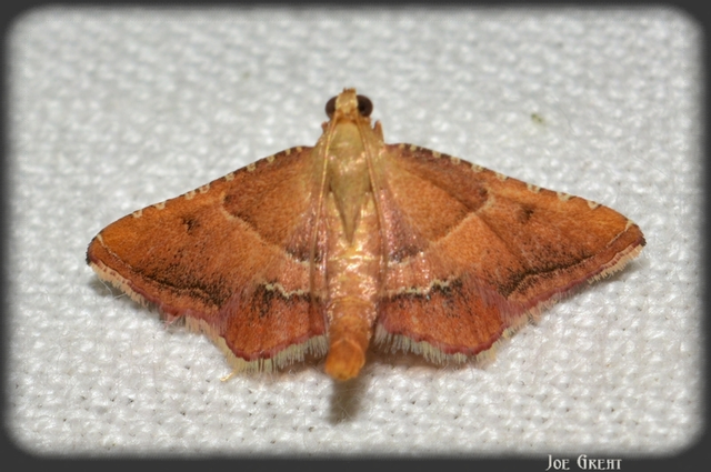 Endotricha flammealis - tüzesszárnyú fényilonca