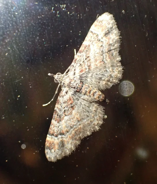 Gymnoscelis rufifasciata - vöröscsíkos törpearaszoló