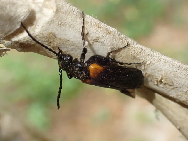 Sitaris muralis - pirosvállú méhbogár
