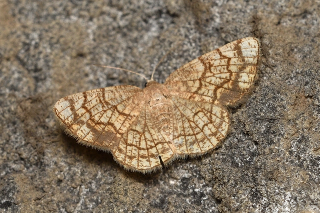 Stegania dilectaria - fehérnyár-araszoló