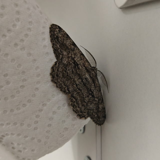 Hypomecis roboraria - nagy tölgyfaaraszoló