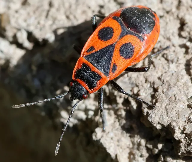 Pyrrhocoris apterus - verőköltő poloska