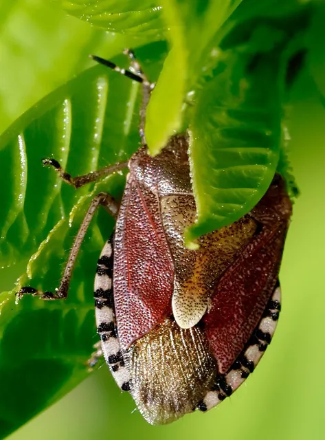 Dolycoris baccarum - közönséges bogyómászó-poloska Dolycoris baccarum - közönséges bogyómászó-poloska