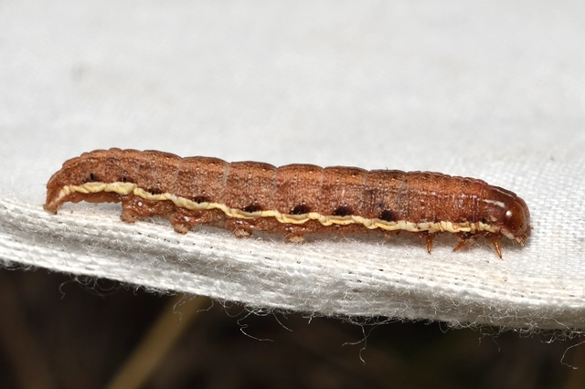 Chloantha hyperici - orbáncfű-sugarasbagoly