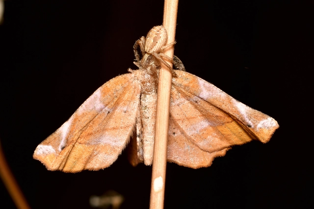 Apeira syringaria - orgona-araszoló