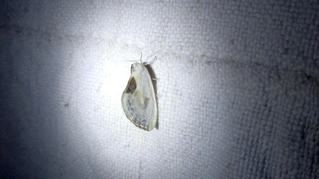 Cilix glaucata - törpe sarlósszövő
