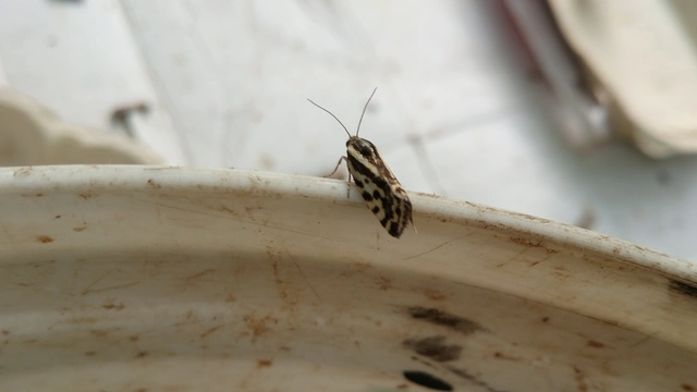 Emmelia trabealis - zebrabagoly