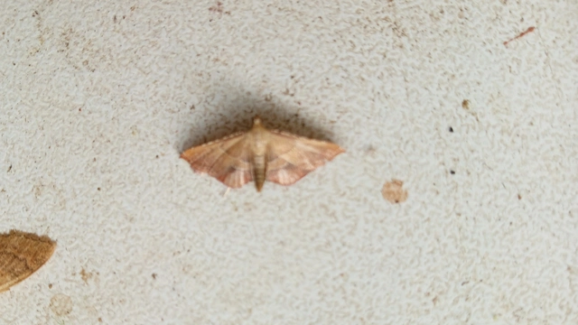 Endotricha flammealis - tüzesszárnyú fényilonca