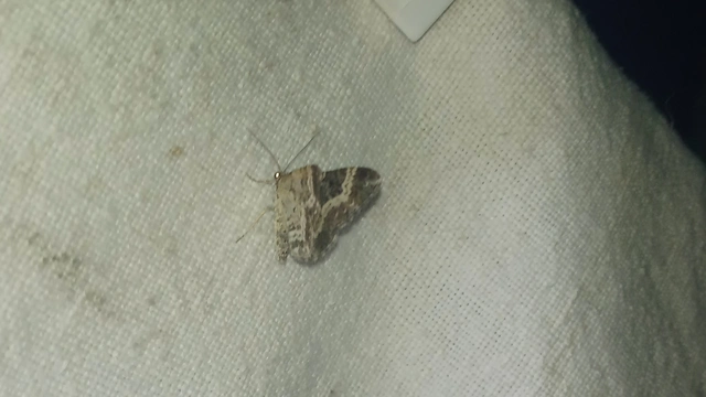Epirrhoe alternata - galaj-tarkaaraszoló