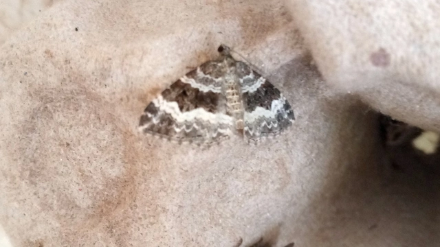 Epirrhoe alternata - galaj-tarkaaraszoló