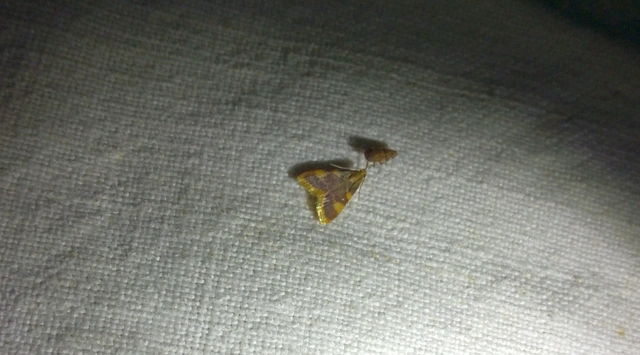 Hypsopygia costalis - szénailonca
