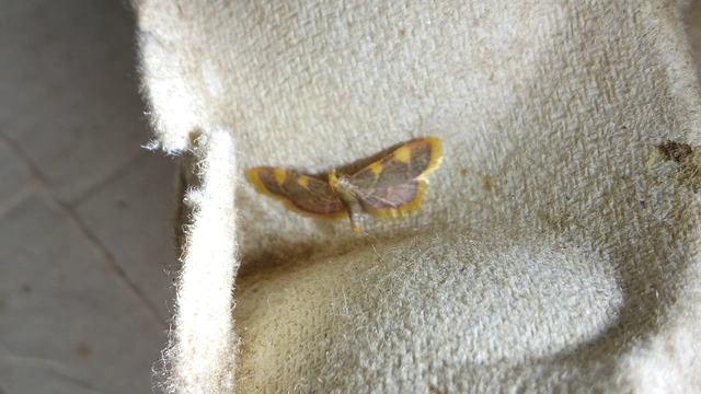 Hypsopygia costalis - szénailonca