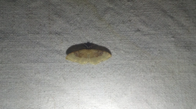 Idaea degeneraria - barnasávos araszoló