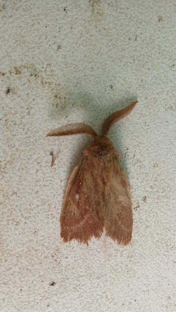 Lasiocampa trifolii - lóhereszövő
