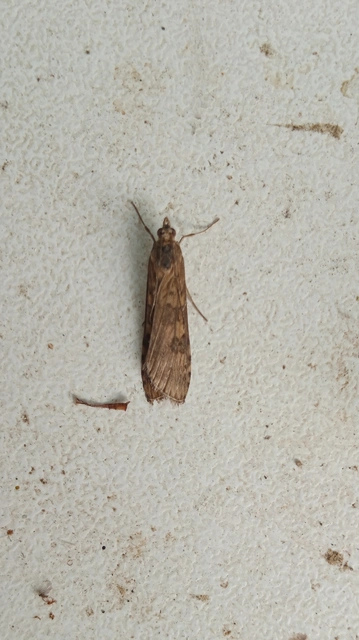 Nomophila noctuella - közönséges vándormoly