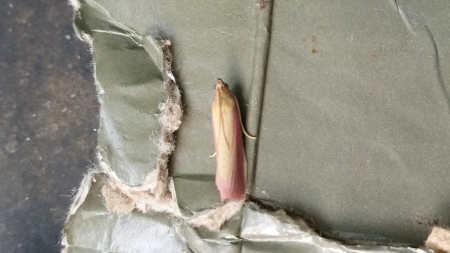 Oncocera semirubella - lucernamoly