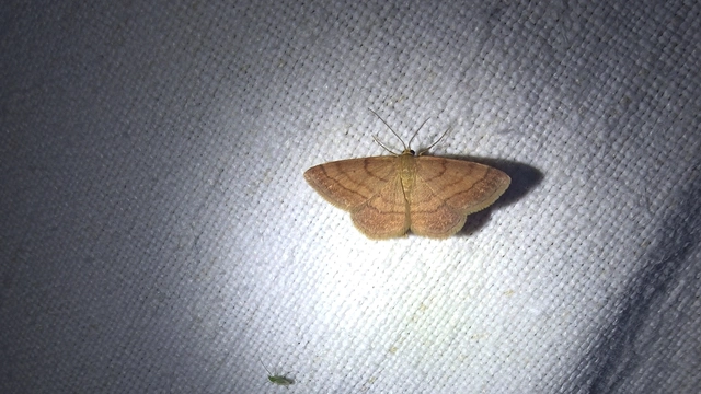 Scopula rubiginata - réti pirosaraszoló