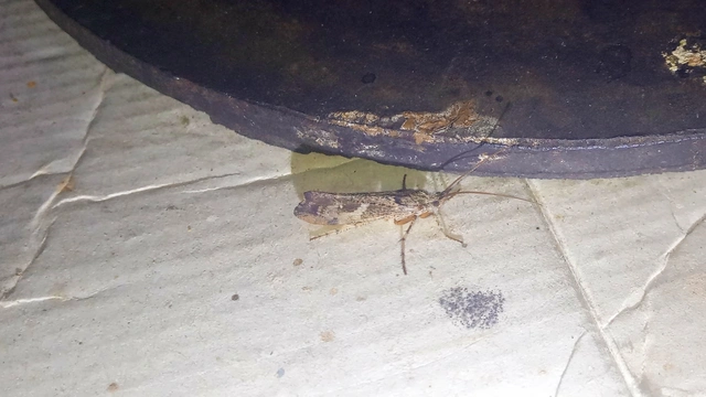 Trichoptera - Tegzesek