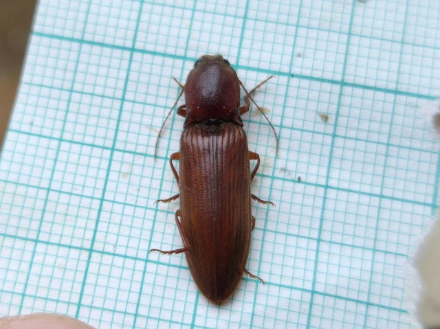 Stenagostus rufus - nagy pattanó