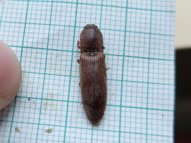Stenagostus rhombeus - rombusznyakú pattanó
