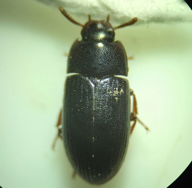 Alphitobius diaperinus