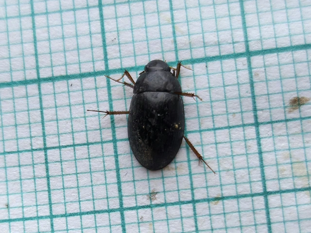 Hydrobius