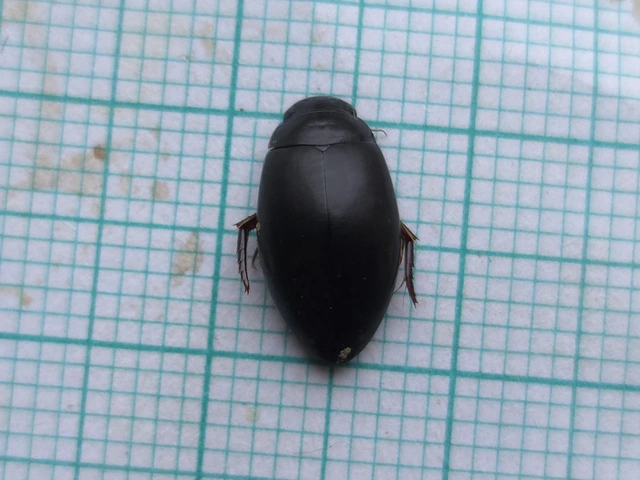 Ilybius quadriguttatus - gyakori orsócsíkbogár