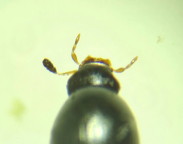 Cercyon Cercyon