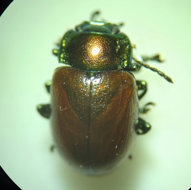 Chrysolina polita - réti mentalevelész Chrysolina polita - réti mentalevelész