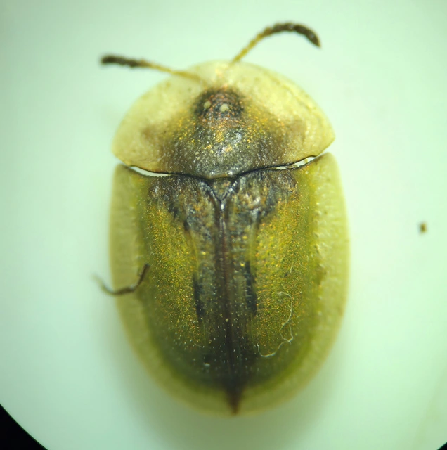 Cassida vibex - szőrös pajzsbogár