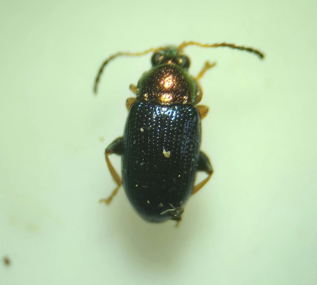 Crepidodera aurata - ékes fűz-földibolha