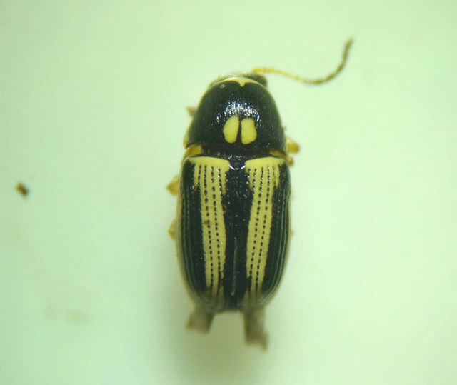 Cryptocephalus bilineatus - rovátkolt zömökbogár