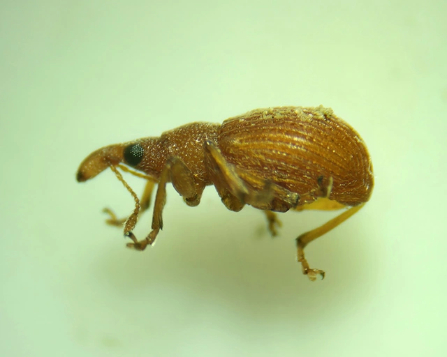 Apion cruentatum - vérpiros cickányormányos