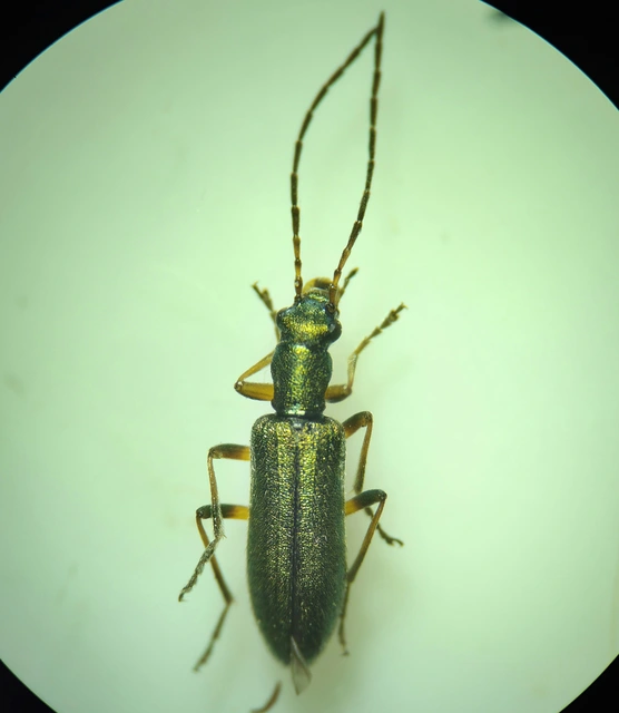 Chrysanthia geniculata - feketecsápú álcincér