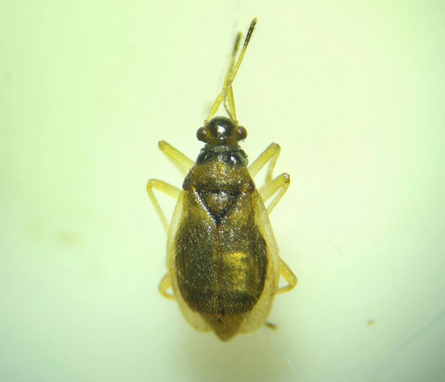 Bryocoris pteridis - harasztpoloska