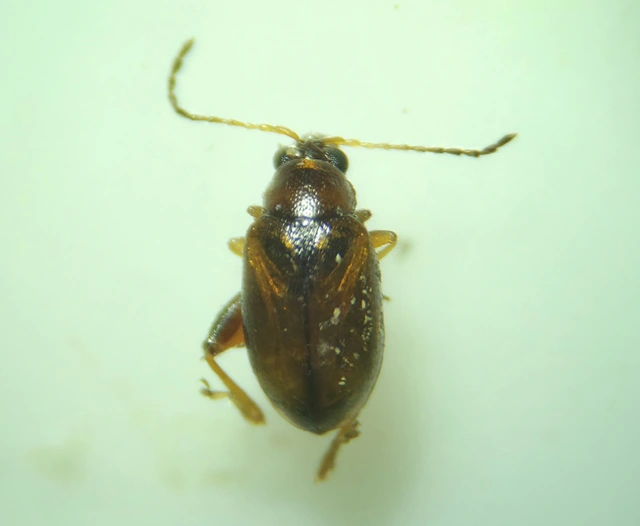 Longitarsus