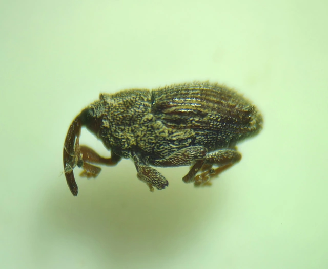 Trichosirocalus troglodytes - kis útifűormányos Trichosirocalus troglodytes - kis útifűormányos