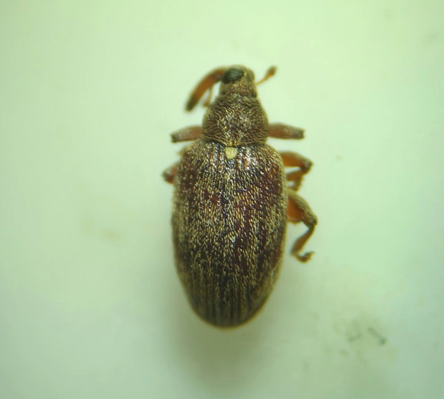 Orchestes testaceus - nyír-bolhaormányos