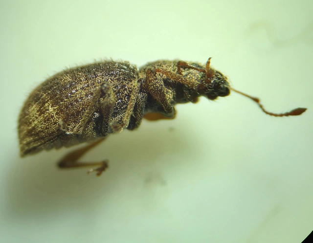 Sciaphilus asperatus - árnyékkereső ormányos