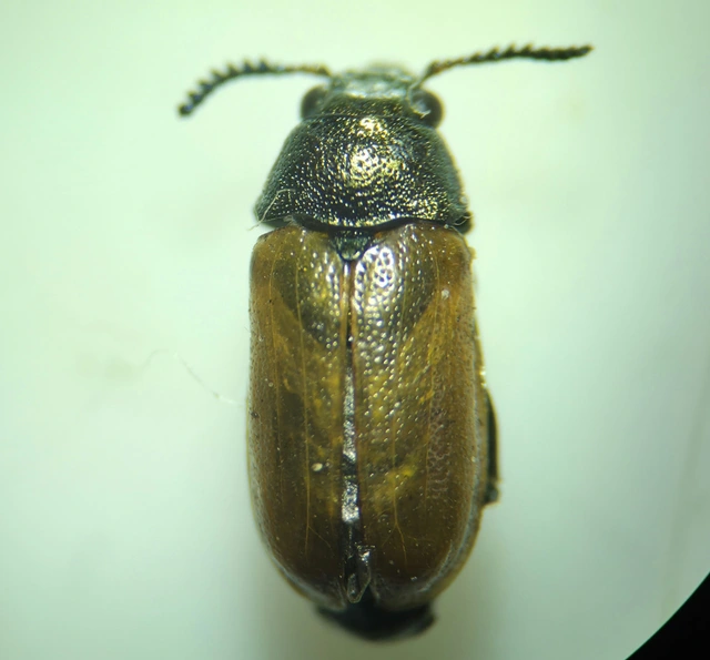 Labidostomis Labidostomis