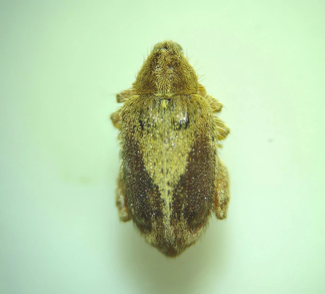 Orchestes quercus - tölgy-bolhaormányos