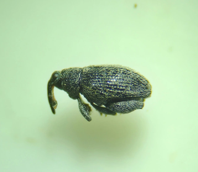 Pseudorchestes pratensis - imola-bolhaormányos