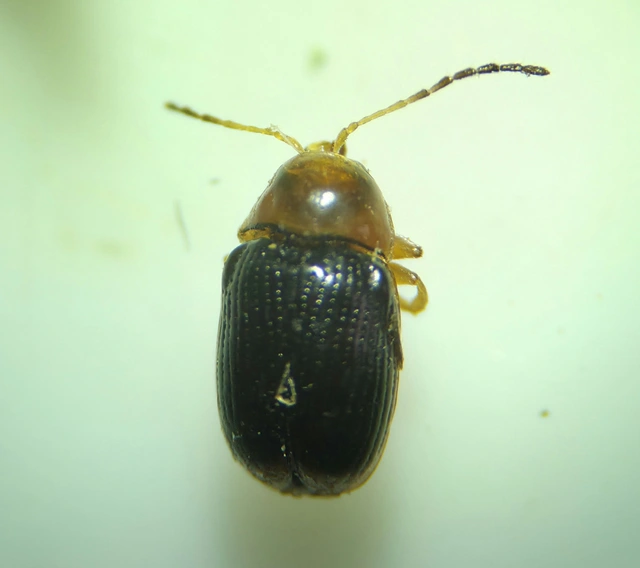 Cryptocephalus pusillus