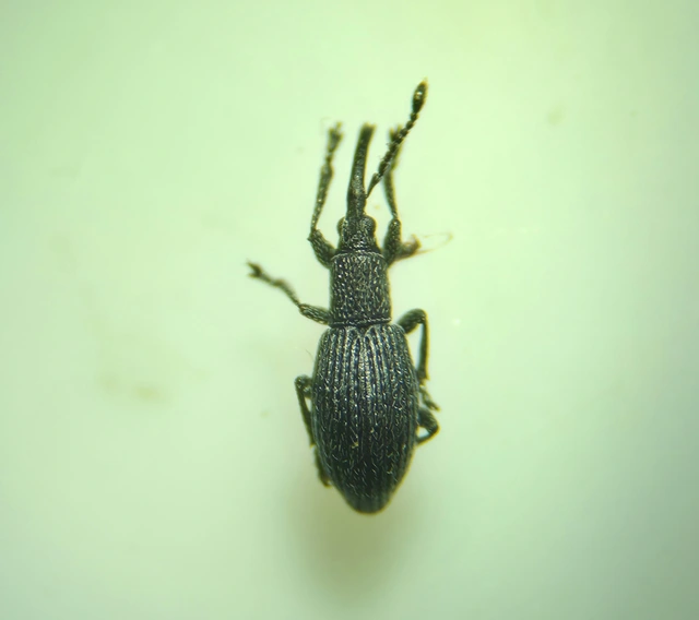 Ceratapion penetrans - lapátlábú cickányormányos Ceratapion penetrans - lapátlábú cickányormányos