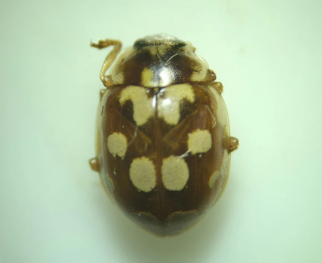 Myrrha octodecimguttata - tizennyolccseppes füsskata