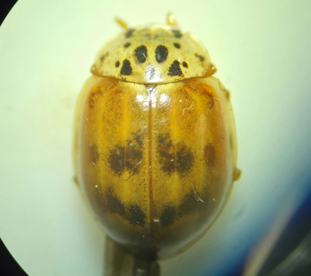 Harmonia quadripunctata - négypettyes katica