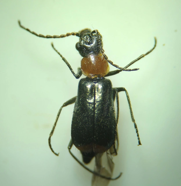 Axinotarsus ruficollis - vöröstorú bibircsesbogár