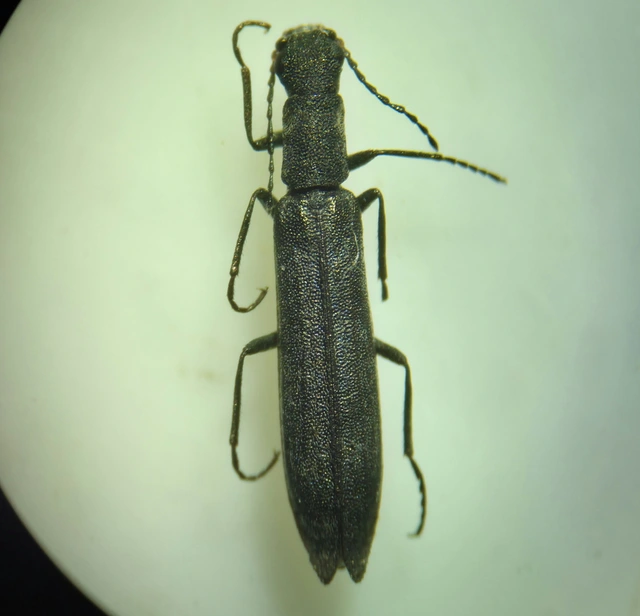 Dolichosoma lineare - ösztövér karimásbogár