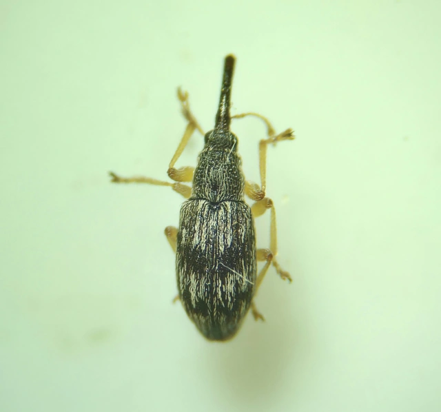 Taeniapion urticarium - csalán-cickányormányos